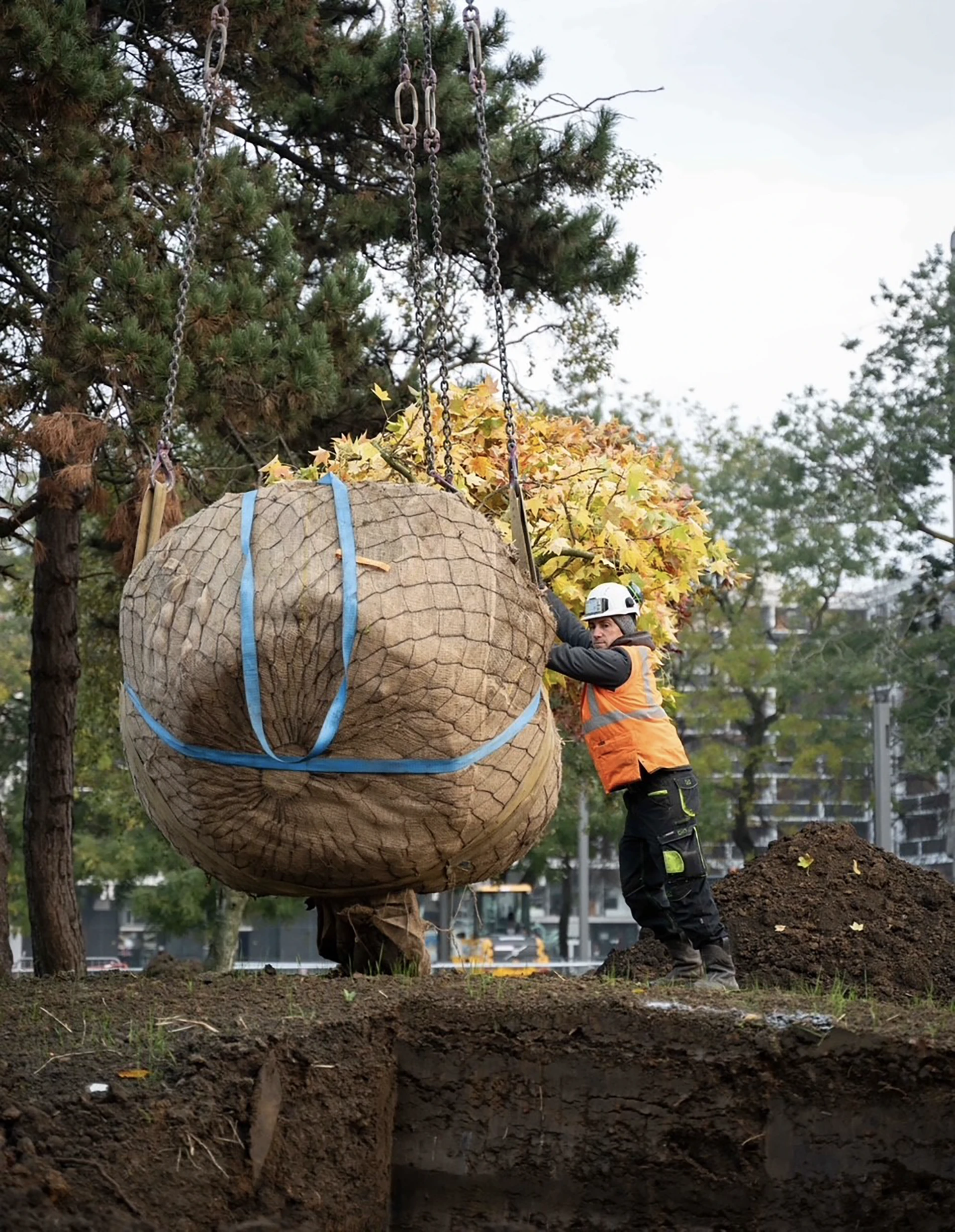 Intégration de l&rsquo;arbre en ville