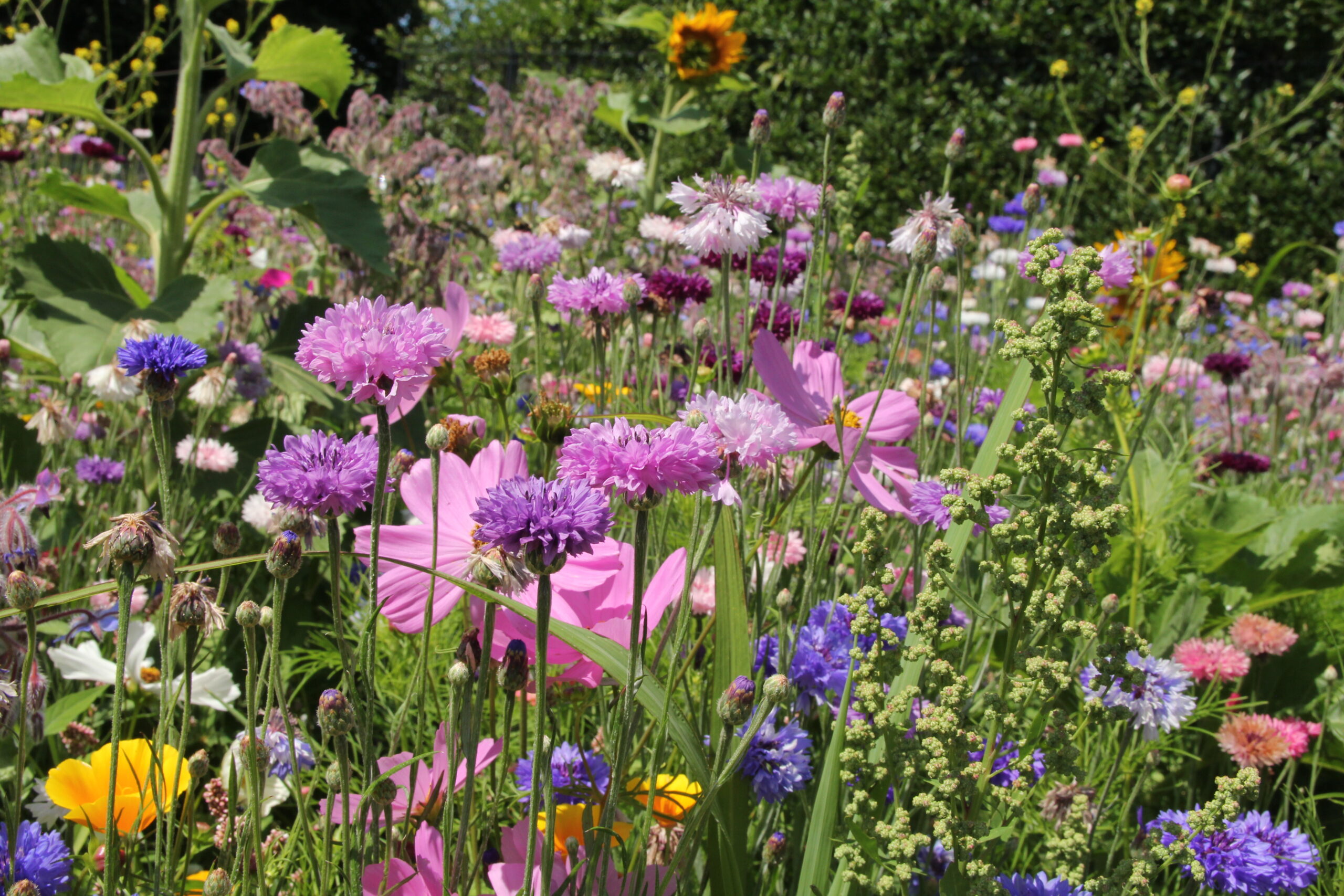 Biodiversité