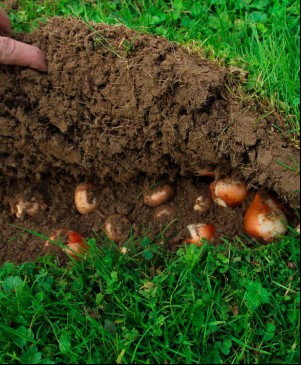 Plantation mécanisée